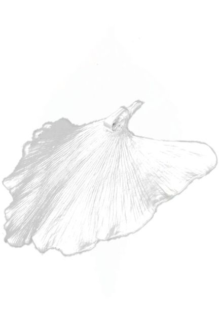 Colgante hoja natural biloba chapado en plata 270_BILOBA-P-6-6