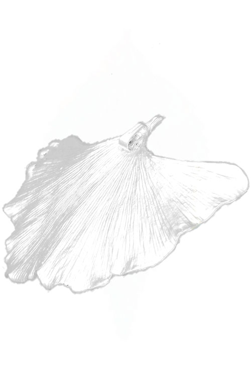 Colgante hoja natural biloba chapado en plata 270_BILOBA-P-6-6 Colgante hoja natural biloba chapado en plata 270_BILOBA-P-6-6