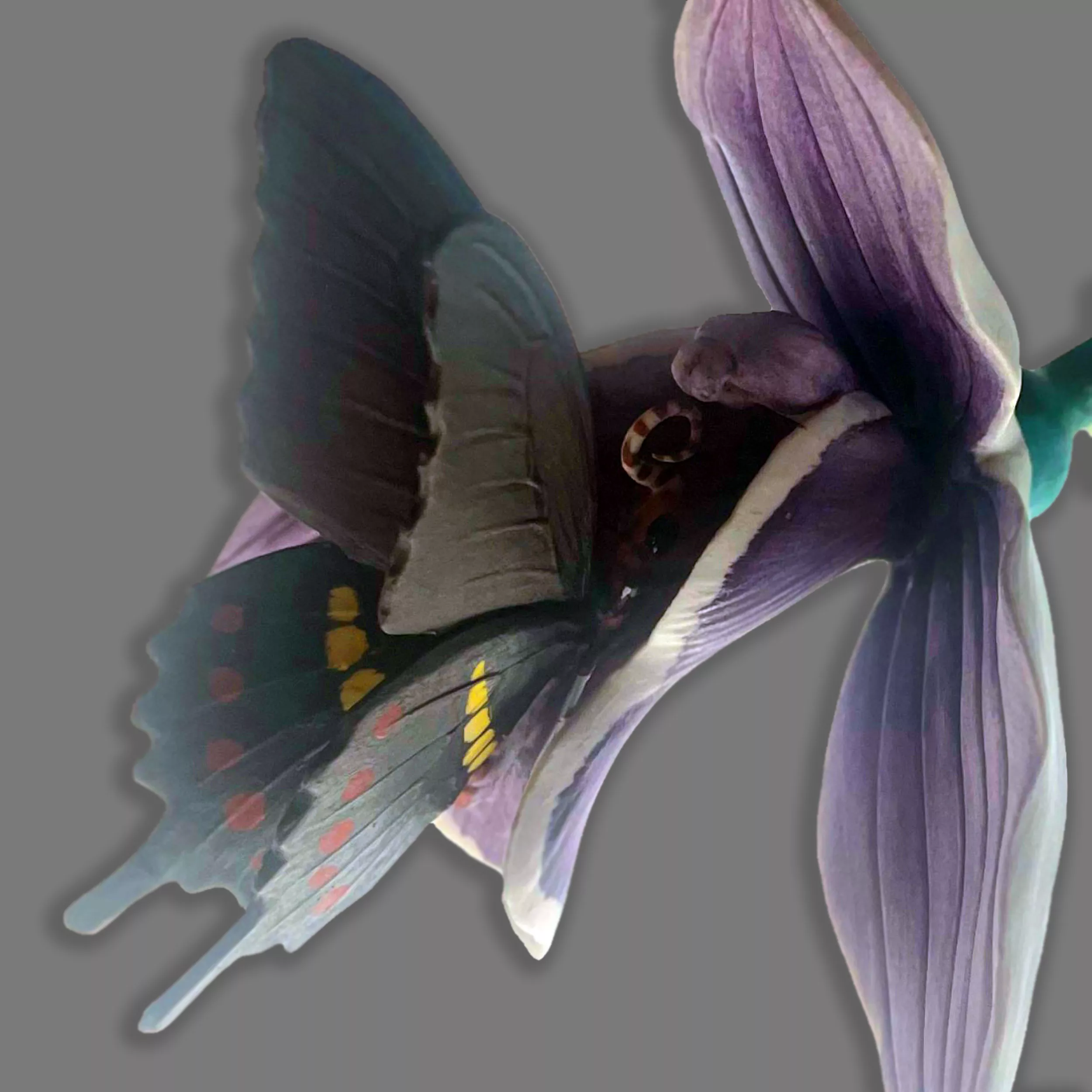 figura porcelana nuevo buen retiro mariposa en la flor 17 06